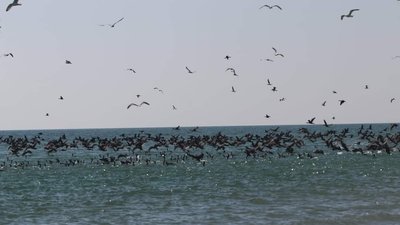 До національного парку на Одещині прилетіли десятки тисяч бакланів До національного парку на Одещині прилетіли десятки тисяч бакланів