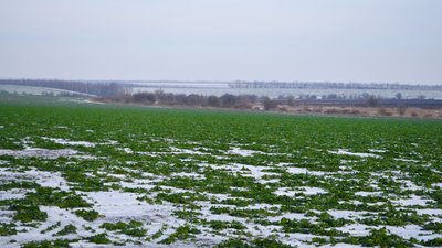 Січневі морози та озимі культури: на Запоріжжі через негоду можлива втрата частини врожаю Січневі морози та озимі культури: на Запоріжжі через негоду можлива втрата частини врожаю