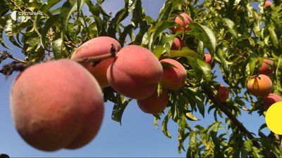 Квітневі заморозки в окупованому Криму пошкодили персики та абрикоси 