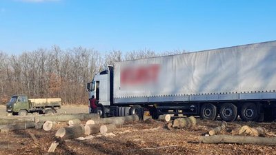 У Чернівецькій області вирубали пів гектара лісу в заповідному фонді