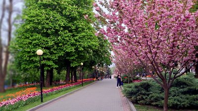 "Маленькі Японія й Голландія". Тюльпани й сакури в Дніпрі – фоторепортаж "Маленькі Японія й Голландія". Тюльпани й сакури в Дніпрі – фоторепортаж