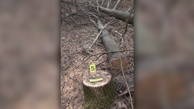 Чоловіка підозрюють у незаконній вирубці дерев у заповідній зоні на Сумщині