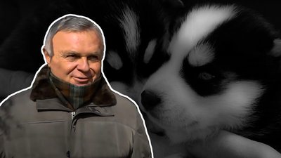 Домашні вовки. Кропивничанин Сергій Неділько має розплідник лайок