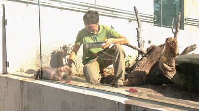 Чим ласують тварини в зоопарку Чим ласують тварини в зоопарку