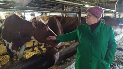 Як працює молочне господарство під час знеструмлень на Кіровоградщині Як працює молочне господарство під час знеструмлень на Кіровоградщині