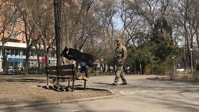 Шукає зброю та допомагає у затриманні. В Одесі на блокпостах разом з військовими несе службу пес Кай Шукає зброю та допомагає у затриманні. В Одесі на блокпостах разом з військовими несе службу пес Кай