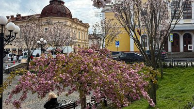 Сакури на площі Філармонії у Чернівцях