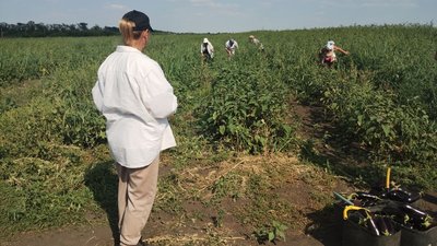У Кропивницькому протягом місяця втричі подешевшали баклажани. Що вплинуло на ціну