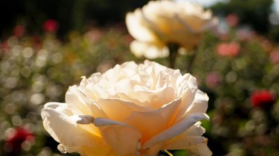 109-ий день війни, Дніпро, троянди в парку Глоби. Фоторепортаж