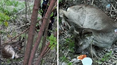 На Рівненщині патрульні 11 квітня знайшли поранене оленя