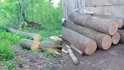 На Полтавщині судитимуть чоловіка, який, ймовірно, незаконно рубав дерева