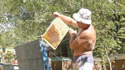 Василь Обертинський біля вуликів