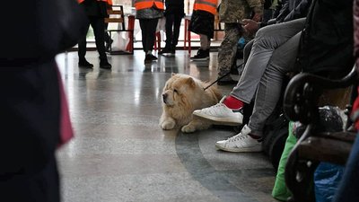 Закарпатці забирають тварин вимушених переселенців на перетримку Закарпатці забирають тварин вимушених переселенців на перетримку