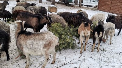 Користь для копитних і розвага для ведмедів: в Луцький звіринець почали звозити новорічні ялинки