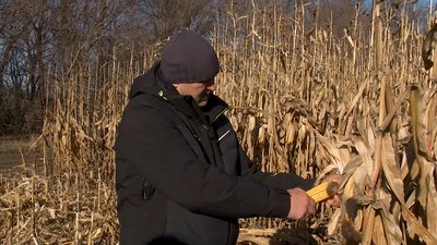На Черкащині вдвічі зросла врожайність кукурудзи На Черкащині вдвічі зросла врожайність кукурудзи