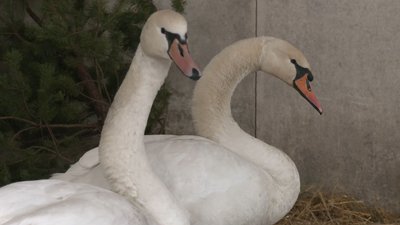 На Чернігівщині родина врятувала лебідку, яка примерзла до криги На Чернігівщині родина врятувала лебідку, яка примерзла до криги