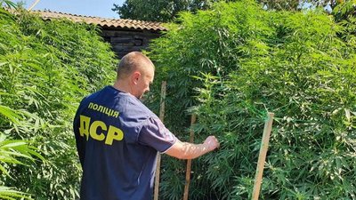 Наркотиків на 2 мільйони гривень: у Херсоні двоє чоловіків налагодили вирощування конопель