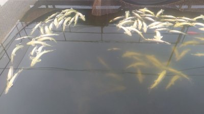 Масове вимирання червонокнижної риби на Вінниччині: відомі нові деталі