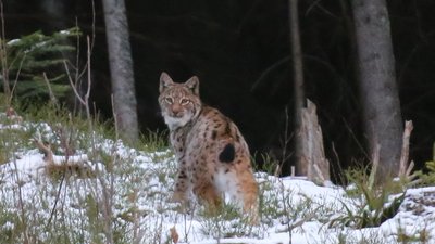 Рисі в Горганах. Прикарпатець оприлюднив зимові фото рідкісних тварин у Карпатах Рисі в Горганах. Прикарпатець оприлюднив зимові фото рідкісних тварин у Карпатах