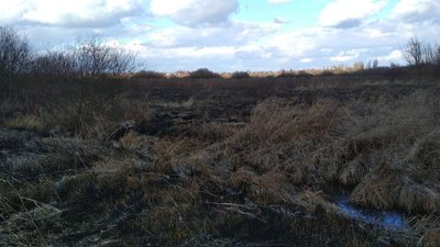 Очевидці розповіли про наслідки пожежі на лузі в Луцьку Очевидці розповіли про наслідки пожежі на лузі в Луцьку