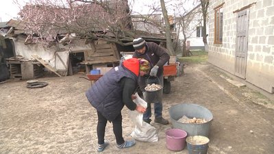 Картопляна "посівна": на Волині