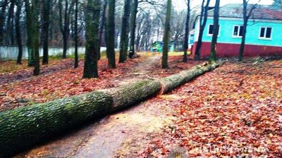 На Вінниччині виявили незаконну вирубку дерев на території дитячого табору На Вінниччині виявили незаконну вирубку дерев на території дитячого табору