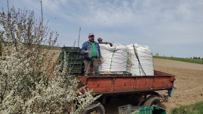 Волинські аграрії садять картоплю, яку отримали від волонтерів із Франції Волинські аграрії садять картоплю, яку отримали від волонтерів із Франції