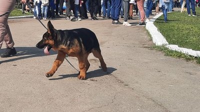 Афганська борза, великий вандейський грифон, ріджбек. У Кропивницький приїхали позмагатися понад 300 собак Афганська борза, великий вандейський грифон, ріджбек. У Кропивницький приїхали позмагатися понад 300 собак