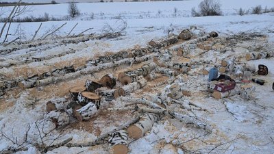 Спиляв 15 беріз: на Сумщині судитимуть чоловіка