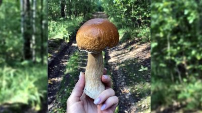 Гриби на Чернігівщині: де ростуть, коли збирати, як орієнтуватися Гриби на Чернігівщині: де ростуть, коли збирати, як орієнтуватися