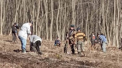 На Прикарпатті стартувала весняна лісокультурна кампанія