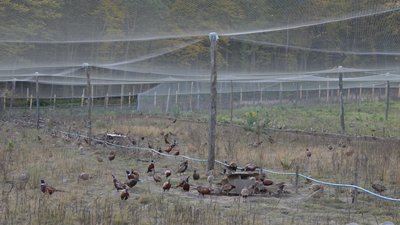 Вирощену на Волині сотню фазанів випустили в дику природу Вирощену на Волині сотню фазанів випустили в дику природу