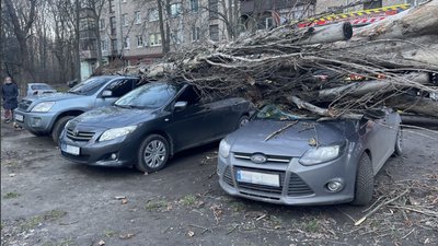 13 грудня: деревопад у Запоріжжі