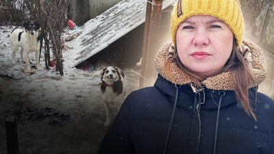 Бродячі собаки у Сахновщинській громаді 10 разів із початку року нападали на людей: що посадовці планують робити