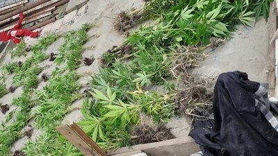 Мешканець Чорткова виростив понад півтисячі конопель. Поліцейські конфіскували Мешканець Чорткова виростив понад півтисячі конопель. Поліцейські конфіскували