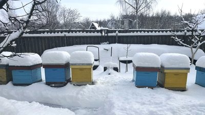 Засніжена пасіка
