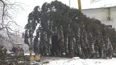 Віком 50 років, 24 метри заввишки: такою буде головна різдвяна ялинка у Новгороді-Сіверському