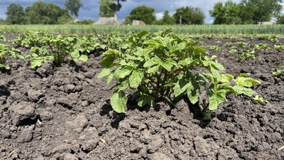 Фітофтора може знищити до 70% урожаю: як вчасно розпізнати хворобу і запобігти