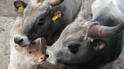 Ведмеді Поляна та Бумер. В Одеському зоопарку обрали головну пару року