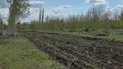 Розсадник комунального підприємства "Декоративні культури" Розсадник комунального підприємства "Декоративні культури"