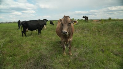 Подружжя Гусакових на Запоріжжі рятує корів з прифронтових територій
