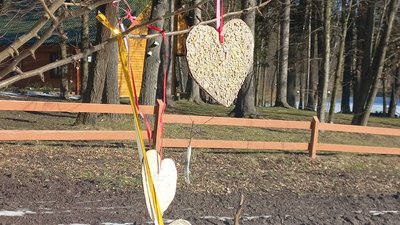 В лісництві на Волині розвісили їстівні валентинки для птахів
