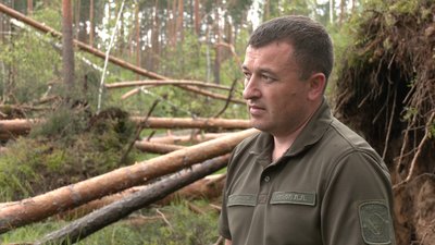 Буревій в лісі Рівне