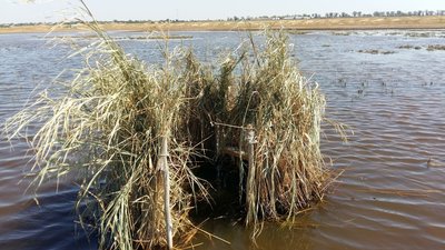 На Одещині через негоду загинули сотні птахів, вижив сліпий лелека На Одещині через негоду загинули сотні птахів, вижив сліпий лелека