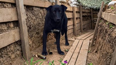 пес на позиції, Волинський прикордонний загін