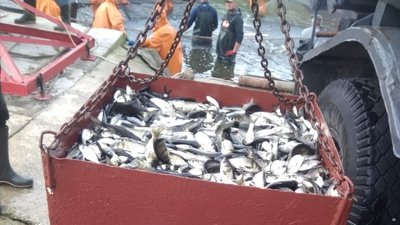У водойми Херсонщини заселили рибу і охороняють її У водойми Херсонщини заселили рибу і охороняють її
