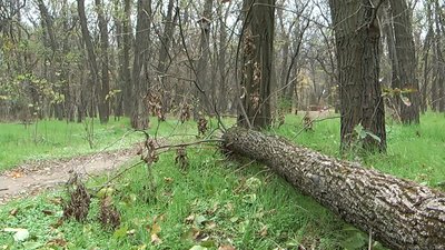На Запоріжжі "чорні лісоруби" зрубали 22 акації