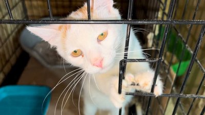 В Миколаєві жінка доглядає 143 коти та 5 собак В Миколаєві жінка доглядає 143 коти та 5 собак