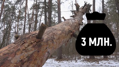 Три мільйони на три тисячі дерев: скільки коштує розчистити "Ялівщину" від повалених дерев