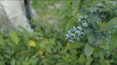 Як рятують кущі лохини у господарстві на Черкащині Як рятують кущі лохини у господарстві на Черкащині